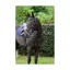 Cameo Performance Elasticated Breastplate in Brown